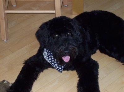 A large breed, black Whoodle is laying on a hardwood floor and there is a stool behind it. The dog has on a bandana, it is looking forward, its mouth is open and its pink tongue is sticking out.